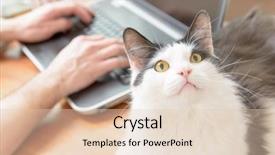  Presentation with pets - Theme featuring allowance - man working at the desk background and a lemonade colored foreground