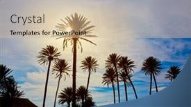  Presentation with palm beach - Presentation design enhanced with almeria-in-cabo-palm-trees background and a soft green colored foreground