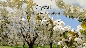  Presentation with almond - Audience pleasing presentation theme consisting of almond flower trees at spring backdrop and a coral colored foreground