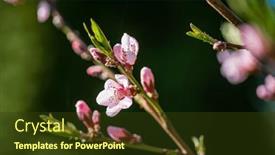  Presentation with almond - Presentation theme enhanced with almond-flowers-in-spring-garden background and a tawny brown colored foreground