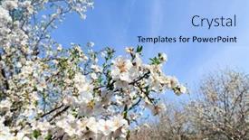  Presentation with snow day - Theme having almond-grove-in-migdal-haemek background and a light blue colored foreground