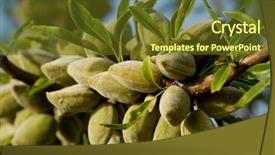  Presentation with almond - Theme featuring prunus - almond nuts on the branch background and a tawny brown colored foreground