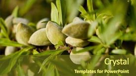  Presentation with almond - PPT layouts featuring almond nuts on the branch in provence france background and a tawny brown colored foreground