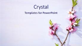  Presentation with almond - Beautiful theme featuring almond on a light lilac backdrop and a sky blue colored foreground