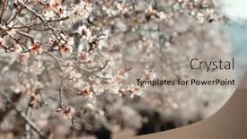  Presentation with beautiful spring flowers - Presentation having almond-tree-with-beautiful-white background and a coral colored foreground
