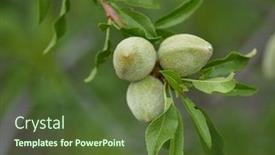 Presentation with unripe - Colorful presentation design enhanced with almonds-tree-branch-with-unripe backdrop and a tawny brown colored foreground