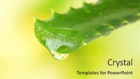  Presentation with drop - Colorful slides enhanced with aloe leaf with drop backdrop and a yellow colored foreground