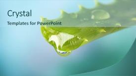  Presentation with drop - Beautiful PPT theme featuring aloe leaf with drop backdrop and a cool aqua colored foreground