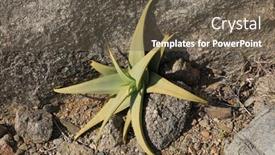  Presentation with plant - Slide set with aloe-medical-plant-from-socotra background and a tawny brown colored foreground