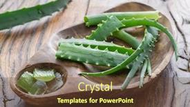 Presentation with aloe vera - PPT theme with aloe-or-aloe-vera-fresh background and a tawny brown colored foreground