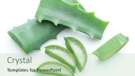  Presentation with aloe vera - PPT theme consisting of aloe-or-aloe-vera-fresh background and a mint green colored foreground