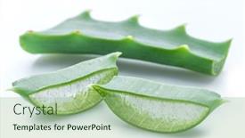  Presentation with aloe vera - Slide set with aloe-or-aloe-vera-fresh background and a mint green colored foreground