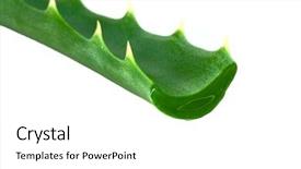  Presentation with okra plant - Presentation featuring aloe plant isolated on white background and a  colored foreground