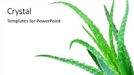  Presentation with aloe vera gel - Presentation theme having aloe vera cactus fresh green background and a white colored foreground
