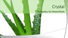  Presentation with aloe vera - PPT layouts consisting of aloe vera close-up background and a  colored foreground