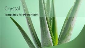  Presentation with cosmetics natural - Audience pleasing slides consisting of aloe-vera-closeup-aloevera-plant backdrop and a mint green colored foreground