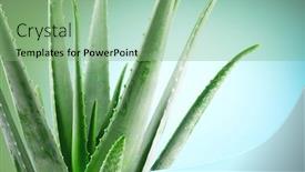  Presentation with organic cosmetics - Amazing theme having aloe-vera-closeup-aloevera-plant backdrop and a seafoam green colored foreground