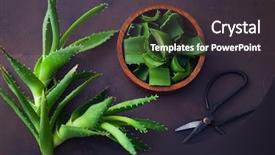  Presentation with alternative medicine - Beautiful slides featuring aloe vera on dark background backdrop and a dark gray colored foreground