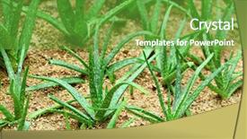  Presentation with aloe vera - PPT theme with aloe vera field background and a tawny brown colored foreground