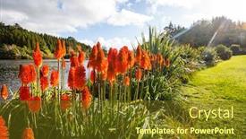  Presentation with aloe vera - Slide deck featuring aloe-vera-flowers-blossom background and a tawny brown colored foreground