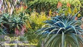  Presentation with aloe vera - Audience pleasing slide deck consisting of aloe-vera-flowers-blossom backdrop and a tawny brown colored foreground