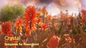  Presentation with aloe vera - Cool new presentation theme with aloe-vera-flowers-blossom backdrop and a tawny brown colored foreground
