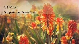  Presentation with aloe vera - PPT theme featuring aloe-vera-flowers-blossom background and a coral colored foreground