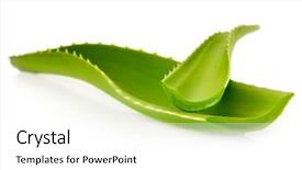  Presentation with aloe vera - Slides featuring aloe vera fresh leaf background and a white colored foreground