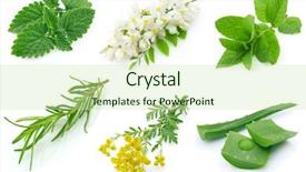  Presentation with fragrant - Cool new presentation with fluffy white dandelion with seeds on a green field note shallow depth of field backdrop and a forest green colored foreground