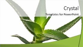 Presentation with aloe vera - Audience pleasing PPT layouts consisting of aloe vera green young isolated on white backdrop and a white colored foreground