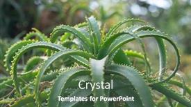  Presentation with aloe vera - Amazing slide set having aloe-vera-growing-in-farm backdrop and a ocean colored foreground