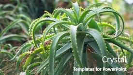  Presentation with aloe vera - Audience pleasing presentation theme consisting of aloe-vera-growing-in-farm backdrop and a ocean colored foreground