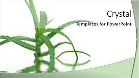  Presentation with aloe vera - Audience pleasing slide deck consisting of turntable player with musical vinyl backdrop and a dark gray colored foreground