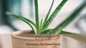  Presentation with aloe vera - Audience pleasing slide deck consisting of aloe-vera-indoor-home-plant backdrop and a coral colored foreground