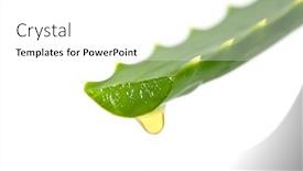  Presentation with aloe vera - Colorful PPT theme enhanced with aloe vera isolated backdrop and a white colored foreground