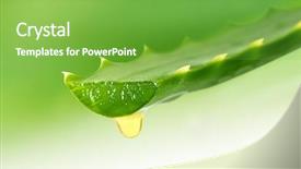  Presentation with aloe vera - Cool new theme with aloe vera leaf close up backdrop and a seafoam green colored foreground
