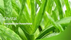  Presentation with aloe vera - Theme consisting of aloe-vera-leaf-macro-shot background and a shamrock green colored foreground
