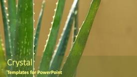  Presentation with aloe vera - Slide set consisting of aloe-vera-leaves-aloe-spices background and a tawny brown colored foreground