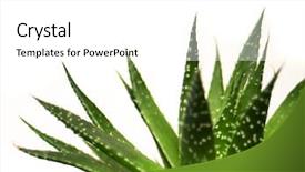  Presentation with aloe vera - Amazing PPT layouts having aloe vera leaves detailed backdrop and a white colored foreground