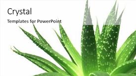  Presentation with aloe vera - Beautiful PPT theme featuring aloe vera leaves detailed backdrop and a white colored foreground