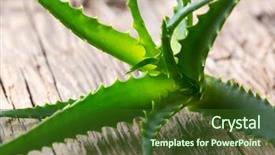  Presentation with aloe vera - PPT theme having aloe vera leaves on wooden background and a  colored foreground
