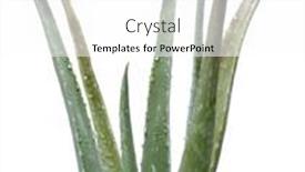  Presentation with aloe vera - PPT theme having aloe-vera-leaves-plant-isolated background and a white colored foreground