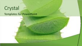  Presentation with aloe vera gel - Slides having aloe vera on a white background and a yellow colored foreground