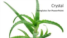 Presentation with aloe vera gel - PPT layouts consisting of aloe vera over white background and a white colored foreground