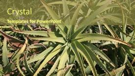  Presentation with aloe vera - Theme featuring aloe-vera-plant-aloe-vera background and a tawny brown colored foreground