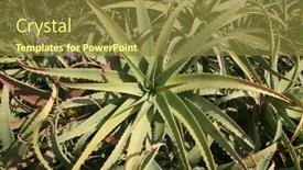  Presentation with succulent - PPT theme consisting of aloe-vera-plant-aloe-vera background and a tawny brown colored foreground