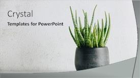  Presentation with aloe vera - Amazing PPT layouts having aloe-vera-plant-in-design backdrop and a light gray colored foreground