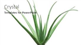  Presentation with aloe vera - PPT layouts featuring aloe vera plant isolated on white background full length background and a white colored foreground