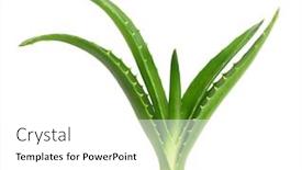  Presentation with aloe vera - Amazing PPT layouts having aloe-vera-plant-isolated backdrop and a white colored foreground