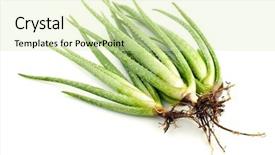  Presentation with aloe vera - Beautiful presentation featuring aloe vera plant on white backdrop and a soft green colored foreground